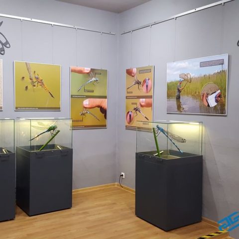 System do podwieszania obrazów – stwórz własną galerię sztuki