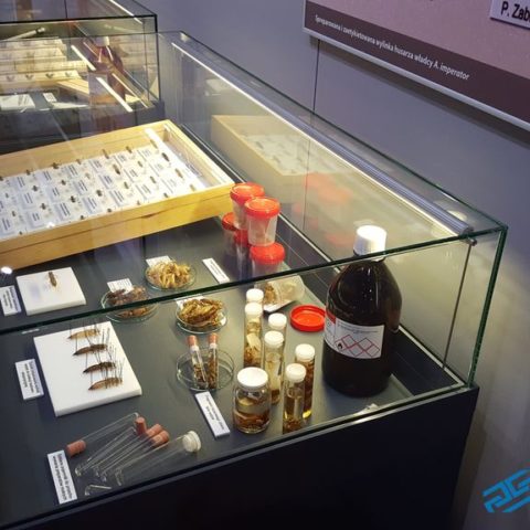 5 najważniejszych cech bezpiecznej gabloty muzealnej – praktyczny przewodnik